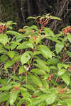 Scarletbush